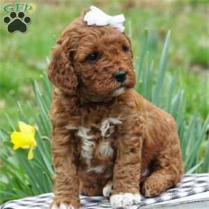Amber Skye, Mini Labradoodle Puppy